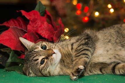 Science Says: Are poinsettias poisonous? Some holiday truths | iNFOnews.ca