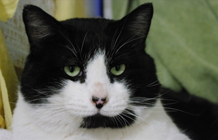 Looking for a forever home; Kamloops SPCA pet of the week | iNFOnews.ca