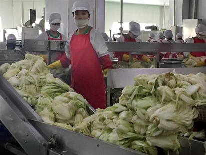 Secret Sauce? Kim Jong Un applies science to kimchi-making | iNFOnews.ca