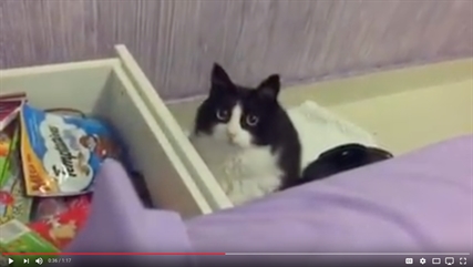 TRENDING NOW: Adorable cat wants treats | iNFOnews.ca TRENDING NOW: Adorable cat wants treats | iNFOnews.ca