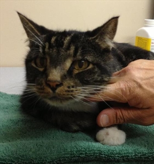 Looking for their forever home, Vernon SPCA pets this week | iNFOnews.ca