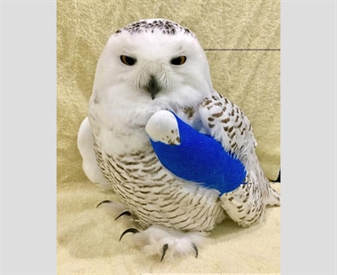 Rescuer says snowy owl pulled from SUV grille in Saskatchewan is healing | iNFOnews.ca