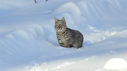 Anarchist Mountain photographer captures images of bobcat in the wild | iNFOnews.ca