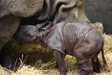 Toronto Zoo welcomes rhino calf as its first newborn animal of 2018 | iNFOnews.ca Toronto Zoo welcomes rhino calf as its first newborn animal of 2018 | iNFOnews.ca