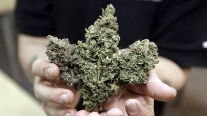 Cannabis petition snowballs in size, signatures | iNFOnews.ca