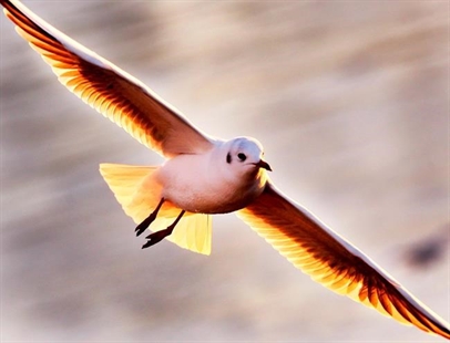 From drywall to metal: Study finds gulls tough enough for landfill diet | iNFOnews.ca