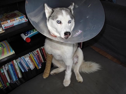 Woman urges more awareness after pet husky shot by hunter near Hinton | iNFOnews.ca