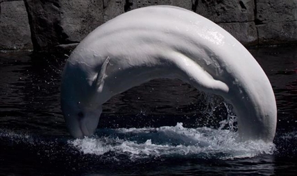 Whales, dolphins will no longer be displayed at Vancouver Aquarium | iNFOnews.ca
