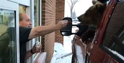 Concerns raised about ice-cream-eating bear at drive-thru in Alberta | iNFOnews.ca