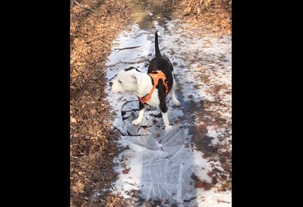 TRENDING NOW: Dog loses it while breaking ice | iNFOnews.ca