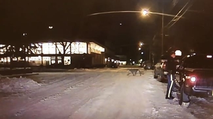 VIDEO: RCMP dashcam catches cougar in front of Banff grocery store | iNFOnews.ca
