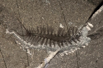 New 508-million-year-old bristle worm found at Burgess Shale fossil site in B.C. | iNFOnews.ca