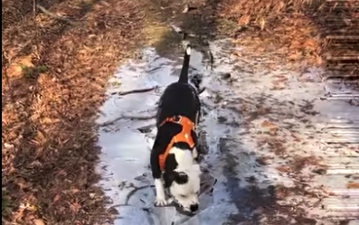 TRENDING NOW: Ice dog you have there | iNFOnews.ca