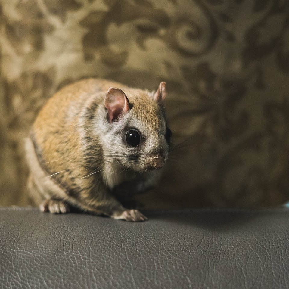 Flying squirrel swoops in for a visit in Shuswap family's living room | iNFOnews.ca Flying squirrel swoops in for a visit in Shuswap family's living room | iNFOnews.ca