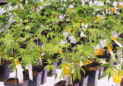 Aurora Cannabis blames $1-billion net loss in Q3 on pricing pressures, COVID-19 | iNFOnews.ca Aurora Cannabis blames $1-billion net loss in Q3 on pricing pressures, COVID-19 | iNFOnews.ca