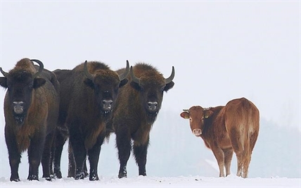 Cow escapes farm to run free with wild bison in Poland | iNFOnews.ca