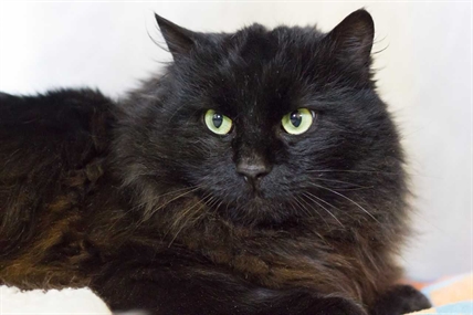 Looking for a forever home; Vernon SPCA pet of the week | iNFOnews.ca
