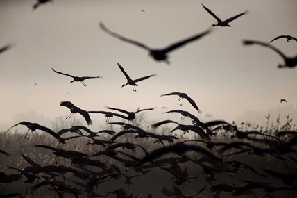 Study finds mammals, birds could have best shot at surviving climate change | iNFOnews.ca