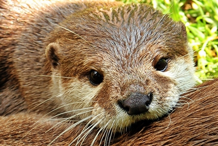 Get up close and personal with some wild baby animals | iNFOnews.ca Get up close and personal with some wild baby animals | iNFOnews.ca