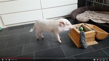 TRENDING NOW: Little pig cleans up his own room | iNFOnews.ca TRENDING NOW: Little pig cleans up his own room | iNFOnews.ca