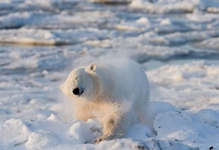 Federal Species At Risk Act failing to protect biodiversity: study | iNFOnews.ca