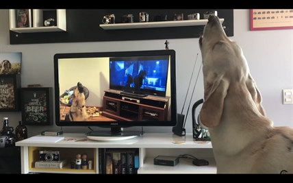 TRENDING NOW: Cartoon dogs converse with real life dogs | iNFOnews.ca