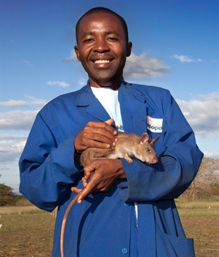 THOMPSON: The amazing HeroRATS are saving lives | iNFOnews.ca THOMPSON: The amazing HeroRATS are saving lives | iNFOnews.ca