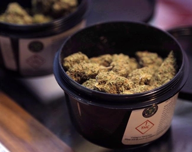 Universities, colleges offering more training for marijuana industry | iNFOnews.ca Universities, colleges offering more training for marijuana industry | iNFOnews.ca