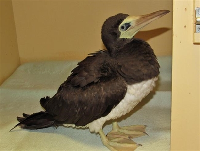 Tropical bird rescued by British Columbia SPCA dies despite treatment | iNFOnews.ca