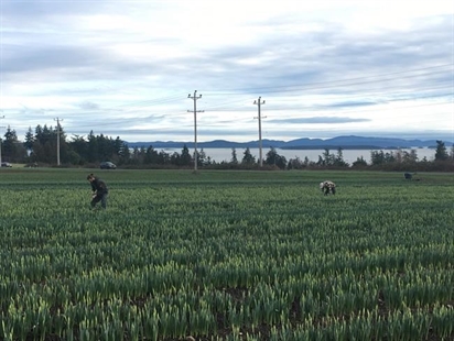 Unseasonably early daffodils prompt wish for cold weather on Vancouver Island | iNFOnews.ca Unseasonably early daffodils prompt wish for cold weather on Vancouver Island | iNFOnews.ca