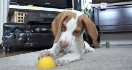 TRENDING NOW: Puppy vs. lemon | iNFOnews.ca