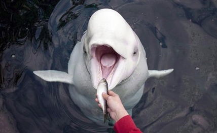 Vancouver park board lacked authority to ban whales, dolphins at aquarium: court | iNFOnews.ca Vancouver park board lacked authority to ban whales, dolphins at aquarium: court | iNFOnews.ca