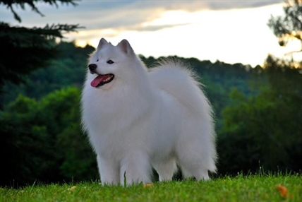 Canadian dogs, judges and handlers head to Westminster dog show seeking glory | iNFOnews.ca