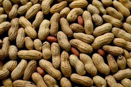 Preventive treatment for peanut allergies succeeds in study | iNFOnews.ca Preventive treatment for peanut allergies succeeds in study | iNFOnews.ca