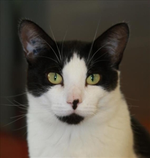 Looking for a forever home, Penticton SPCA Pets of the Week | iNFOnews.ca