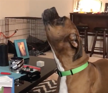 TRENDING NOW: Adorable boxer howls along to John Legend | iNFOnews.ca TRENDING NOW: Adorable boxer howls along to John Legend | iNFOnews.ca
