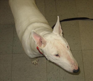 Looking for a forever home, Vernon SPCA pets of the week | iNFOnews.ca