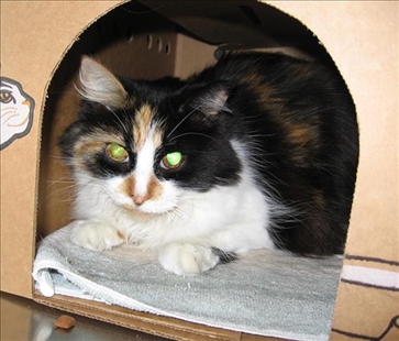 Looking for a forever home, Vernon SPCA pets of the week | iNFOnews.ca