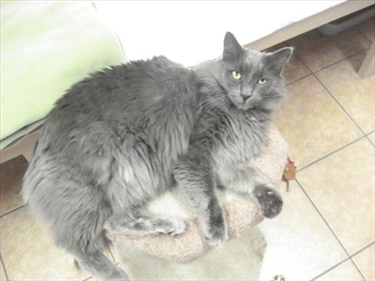 Looking for a forever home, Kelowna SPCA pets of the week | iNFOnews.ca Looking for a forever home, Kelowna SPCA pets of the week | iNFOnews.ca