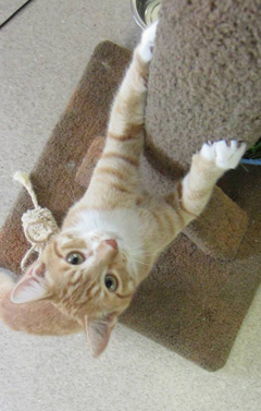 Looking for a forever home, Kamloops SPCA pet of the week | iNFOnews.ca Looking for a forever home, Kamloops SPCA pet of the week | iNFOnews.ca