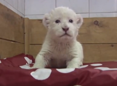 White lion cub is beyond cute | iNFOnews.ca White lion cub is beyond cute | iNFOnews.ca