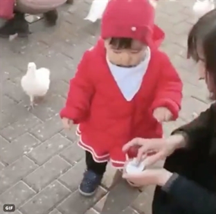 TRENDING NOW: Feeding the pigeons surprise | iNFOnews.ca