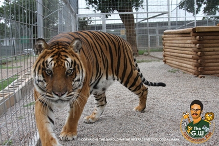 Worker who put hand into cage attacked by tiger at Okla. animal park, airlifted for surgery | iNFOnews.ca