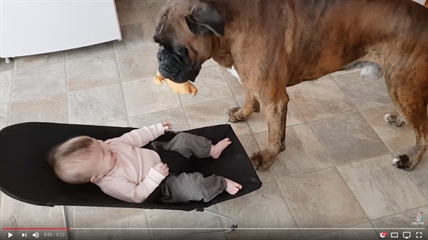 TRENDING NOW: Boxer's best bud is a baby | iNFOnews.ca