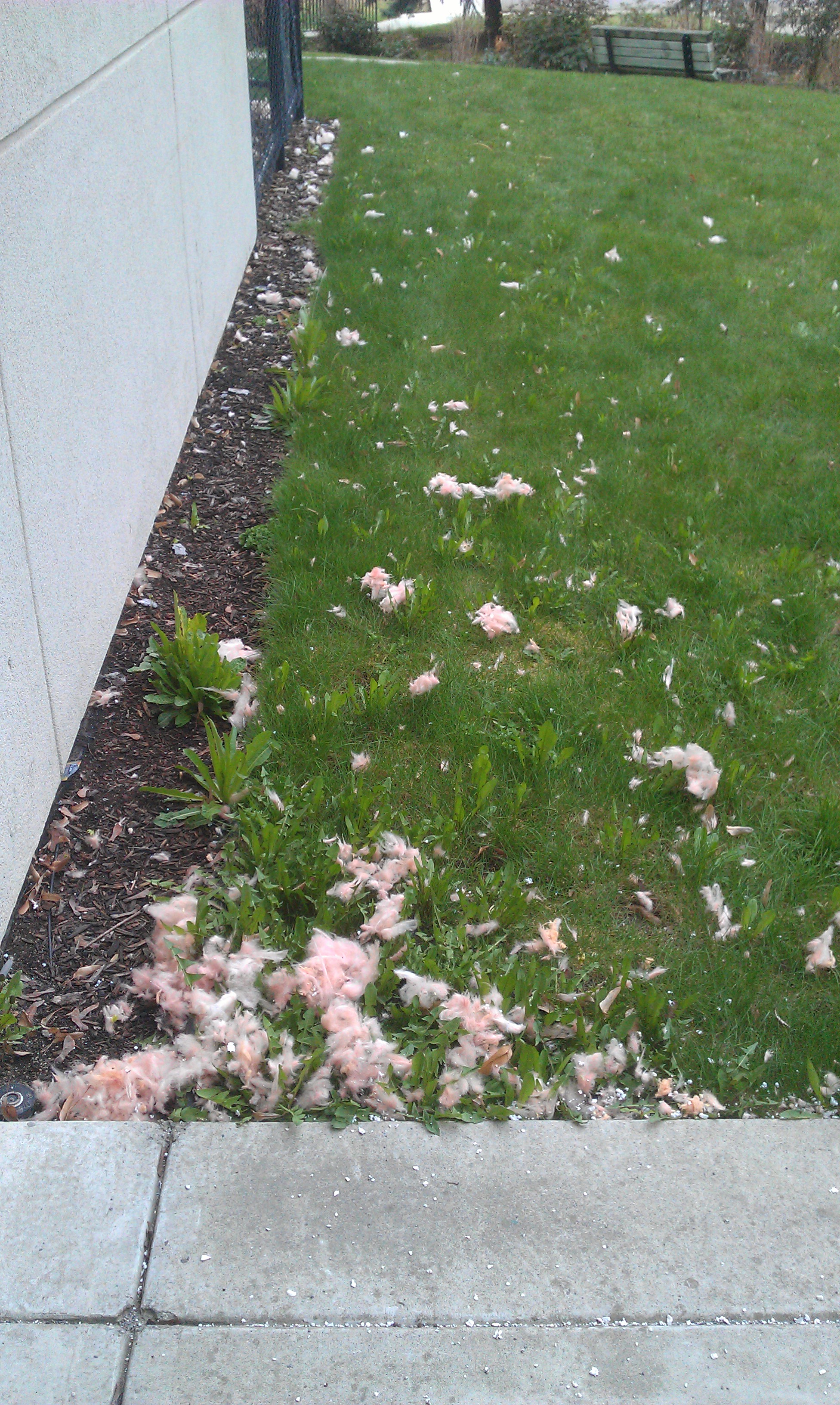 Woodpeckers causing thousands of dollars in damage at North Okanagan theatre | iNFOnews.ca