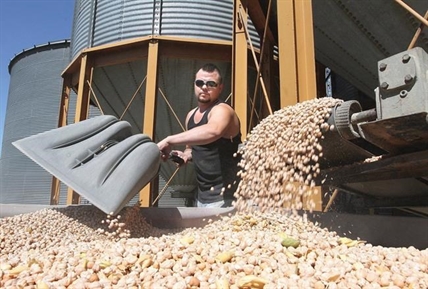 Opposition blames Trudeau's India trip for spike in chickpea tariffs | iNFOnews.ca