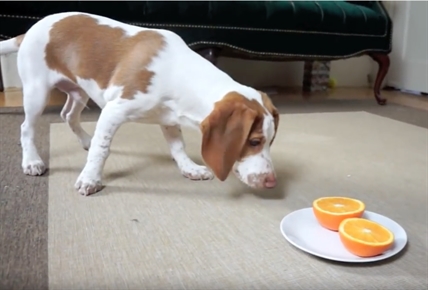 TRENDING NOW: Ferocious puppy attacks orange | iNFOnews.ca TRENDING NOW: Ferocious puppy attacks orange | iNFOnews.ca
