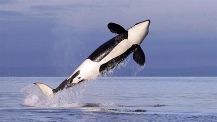 Conservationists call on minister to issue emergency order to save killer whales | iNFOnews.ca