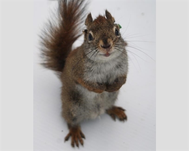 Red squirrels kill offspring of male rivals when food is abundant: study | iNFOnews.ca Red squirrels kill offspring of male rivals when food is abundant: study | iNFOnews.ca