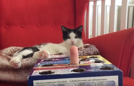 TRENDING NOW: The dangerous game of cat whack-a-finger | iNFOnews.ca TRENDING NOW: The dangerous game of cat whack-a-finger | iNFOnews.ca